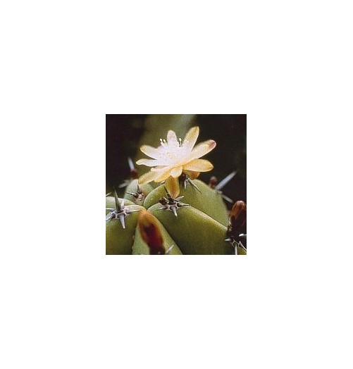 Myrtillocactus Geometrizans* (Blueberry Cactus) élixir 15ml