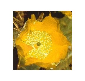 Opuntia Cardiosperma (Joyful Opuntia Cactus) élixir