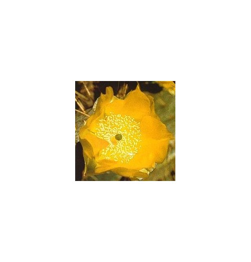 Opuntia Cardiosperma (Joyful Opuntia Cactus) élixir