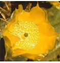 Opuntia Cardiosperma (Joyful Opuntia Cactus) élixir Opuntia Cardiosperma (Joyful Opuntia Cactus) élixir
