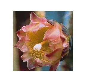 Pilosocereus Pachycladus (Inside / Outside Cactus) élixir