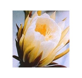 Silenicereus Grandiflorus* (Queen of the night cactus) élixir 15ml