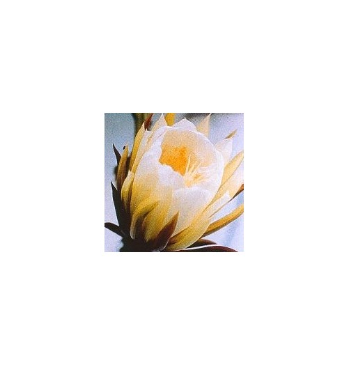 Silenicereus Grandiflorus* (Queen of the night cactus) élixir 15ml