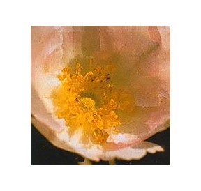 Rose du Japon*