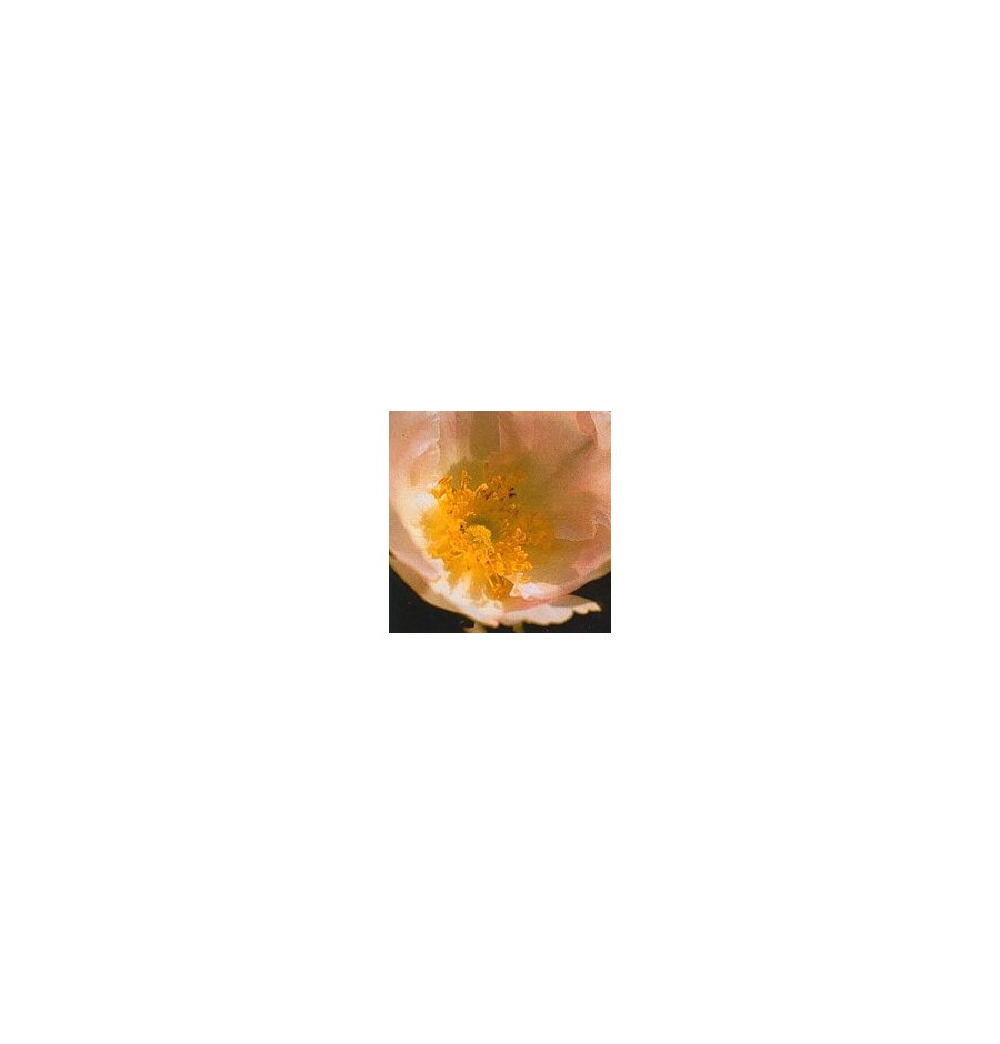 Rose du Japon* Rose du Japon*
