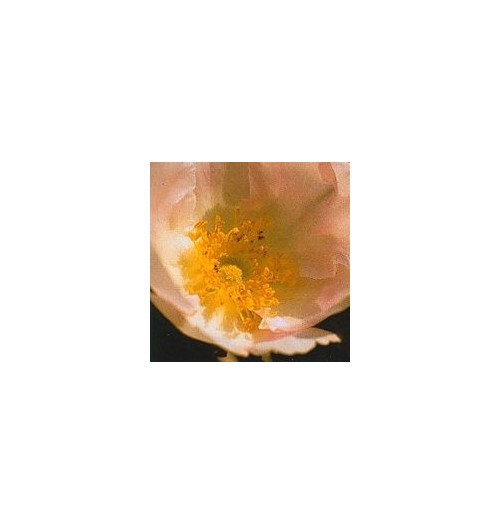Rose du Japon*
