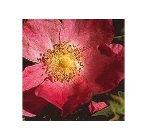 Rose Cannelle*