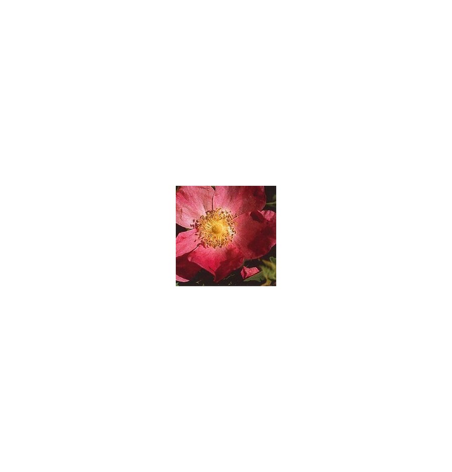 Rose Cannelle* Rose Cannelle*
