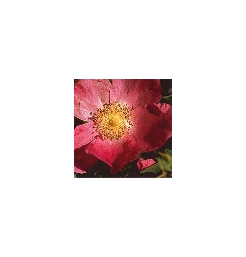 Rose Cannelle*