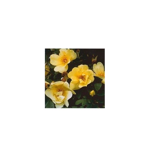Rose Pimprenelle*