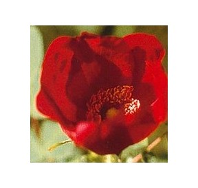 Rose Sauvage*
