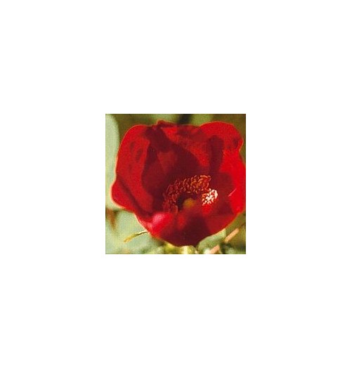 Rose Sauvage*