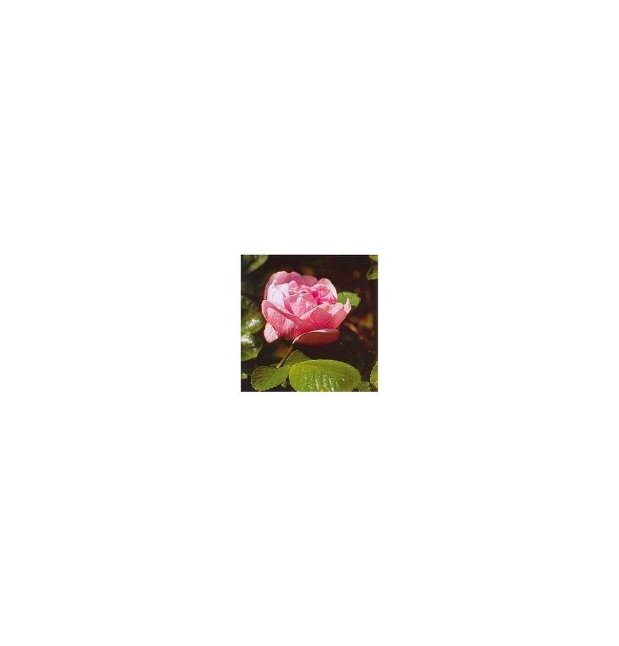 Rose Rugueuse Sarah Von Fleet* Rose Rugueuse Sarah Von Fleet*