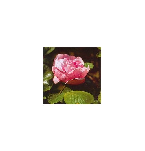 Rose Rugueuse Sarah Von Fleet*