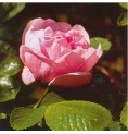 Rose Rugueuse Sarah Von Fleet* Rose Rugueuse Sarah Von Fleet*