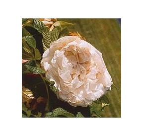 Rose Rugueuse Souvenir de Philémon Cochet*