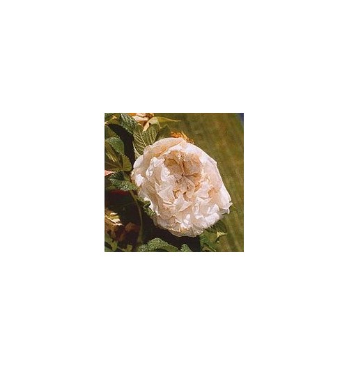 Rose Rugueuse Souvenir de Philémon Cochet*