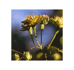Rose Tibétaine*