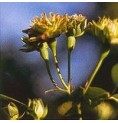 Rose Verte Green Rose* Rose Verte Green Rose*