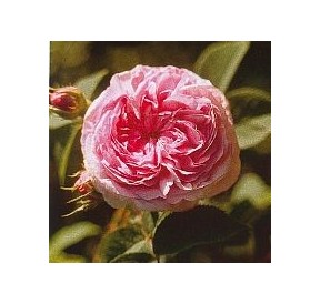 Green Rose Rose Verte*