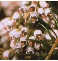 Bruyère Arborescente élixir Bruyère Arborescente élixir