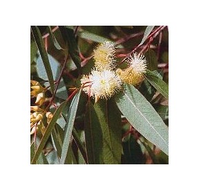 Eucalyptus*