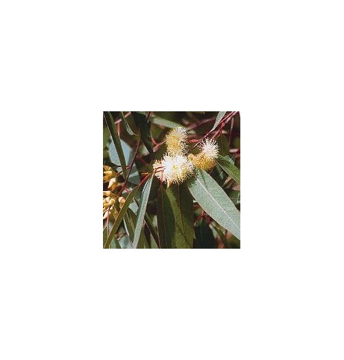 Eucalyptus*
