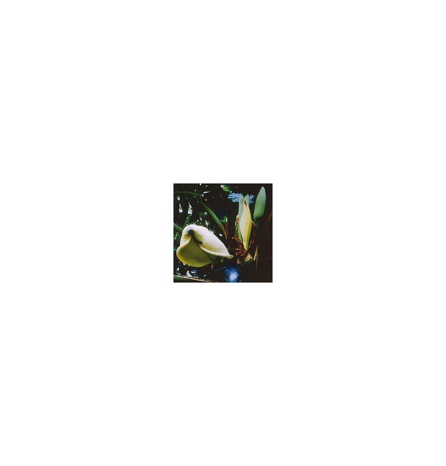 Monstera Délicieux* Monstera Délicieux*