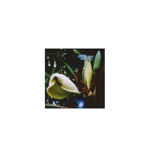 Monstera Délicieux*