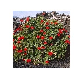 Géranium*