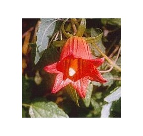 Campanule Grimpante des Canaries*