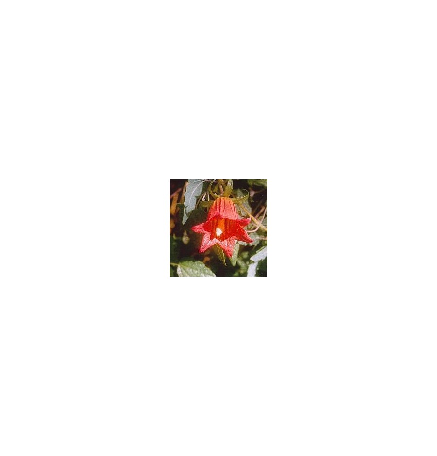 Campanule Grimpante des Canaries* Campanule Grimpante des Canaries*