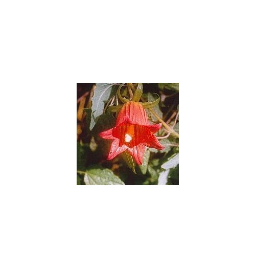 Campanule Grimpante des Canaries*