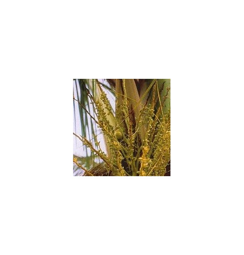 Noix de Coco*