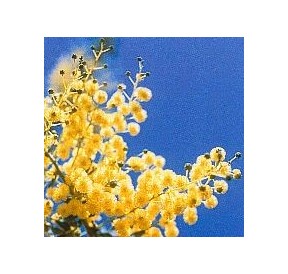 Mimosa*