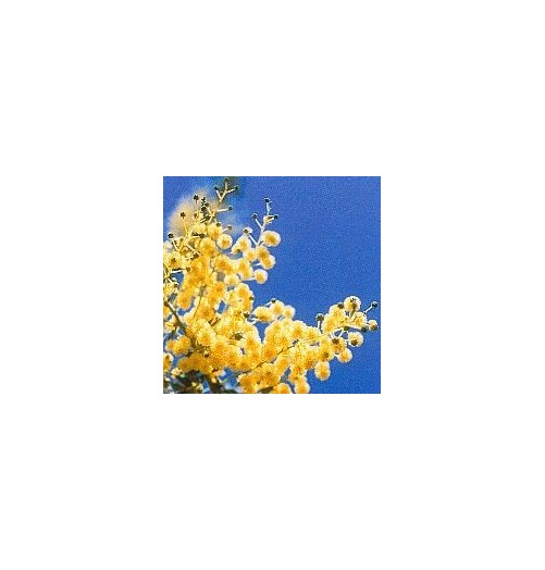 Mimosa*