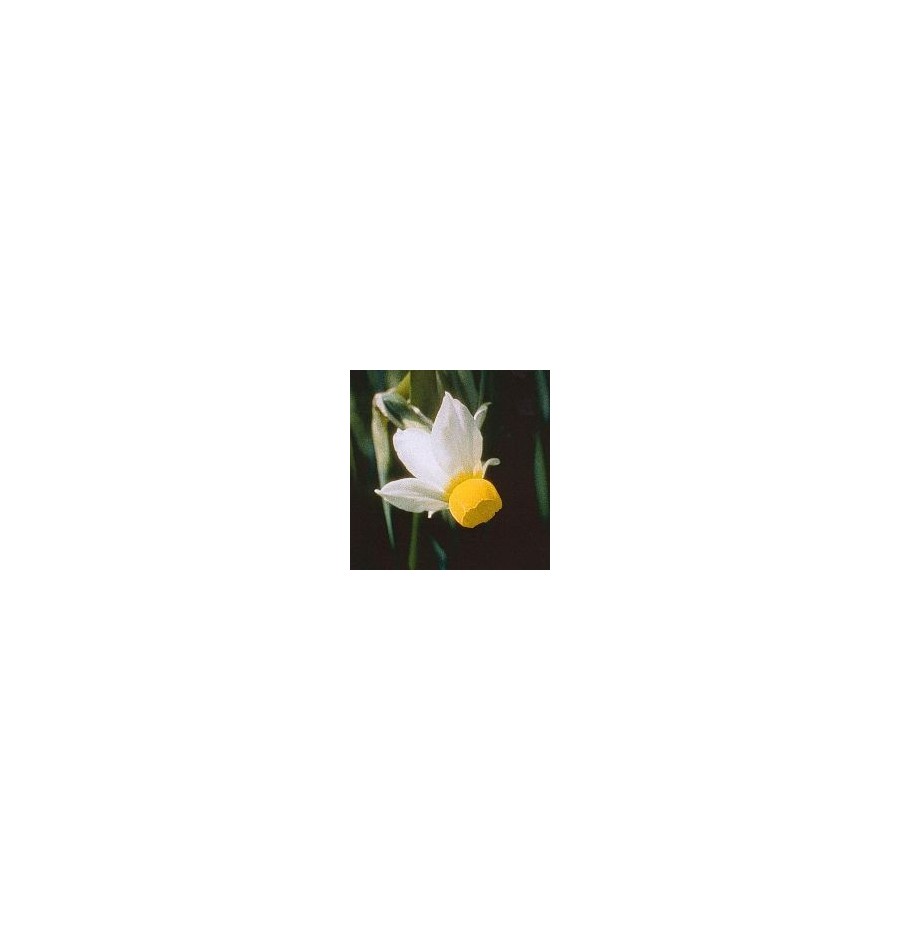 Narcisse Bulbocodium* Narcisse Bulbocodium*