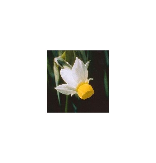 Narcisse Bulbocodium*