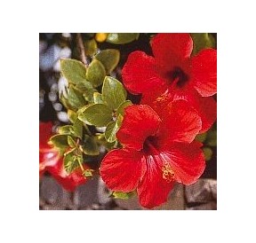 Hibiscus*