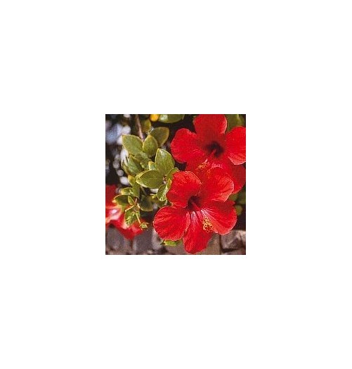 Hibiscus*