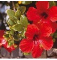 Hibiscus* Hibiscus*