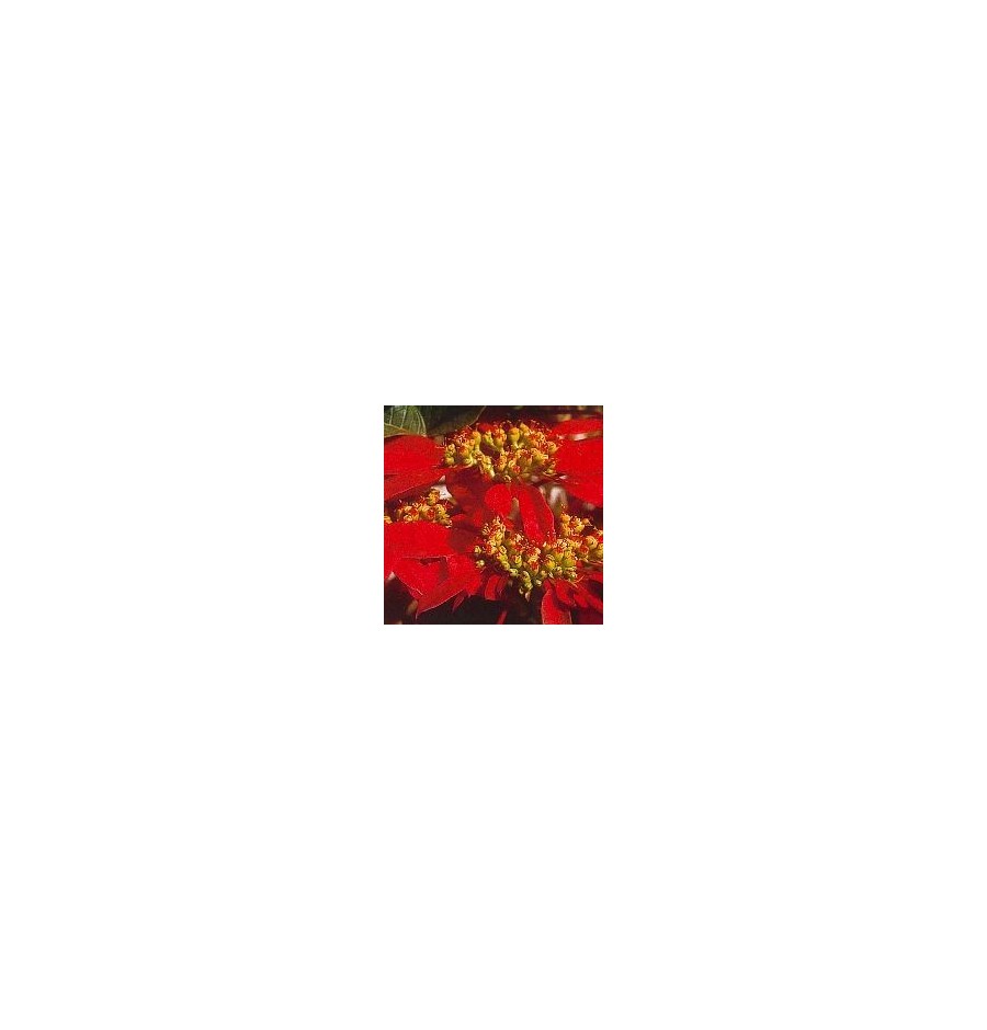 Poinsettia* Poinsettia*