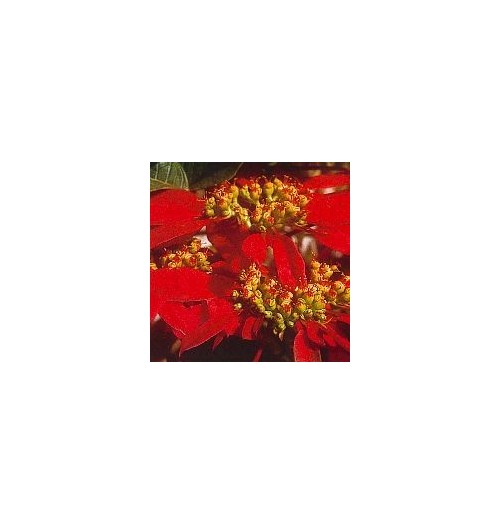 Poinsettia*
