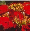 Poinsettia élixir Poinsettia élixir