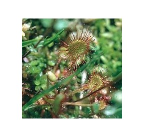Rossolis Filiforme*