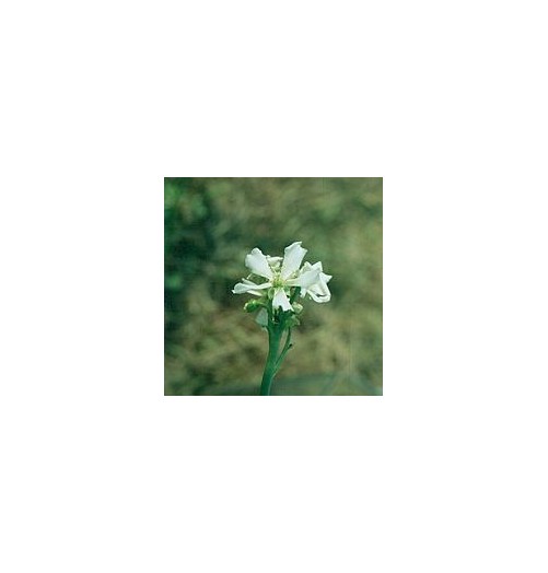 Attrape Mouche de Vénus*