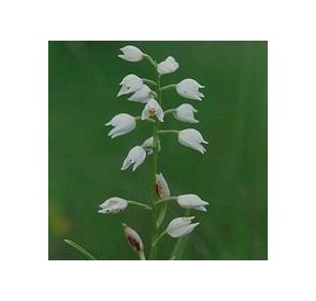 Plalanthère à fleurs verdatres*