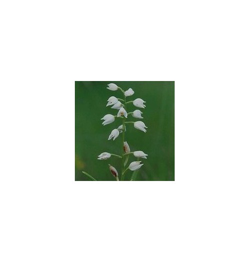 Plalanthère à fleurs verdatres*