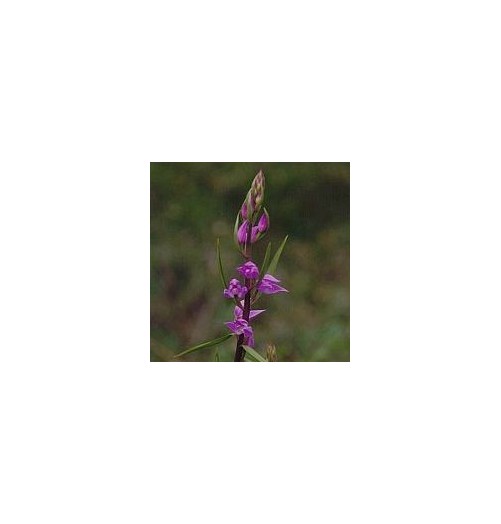 Céphalanthère rouge*