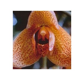 Agression Orchid*